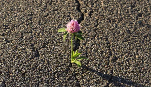 The flower grows on the asphalt. Clover.