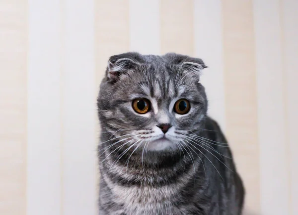 Scottish Fold sits on a wooden texture. Beautiful multicolor 