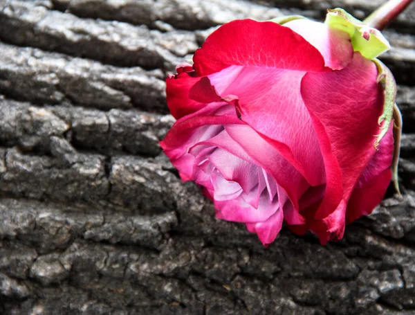 Pink rose on the bark of a tree. Flower on a wooden background.