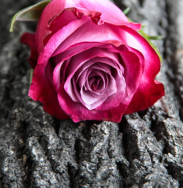 One rose on the bark of a tree. Flower on a textured background.