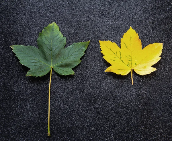 Green and yellow leaf on a black background.