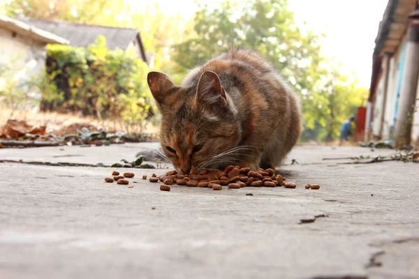 Red hungry cat eats food on the autumn street.