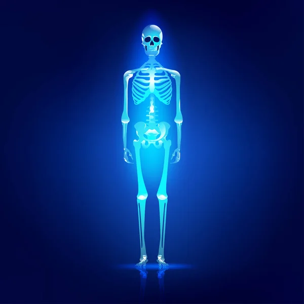 Main Parts Human Skeleton System Shiny Skull Skeleton — Stock vektor