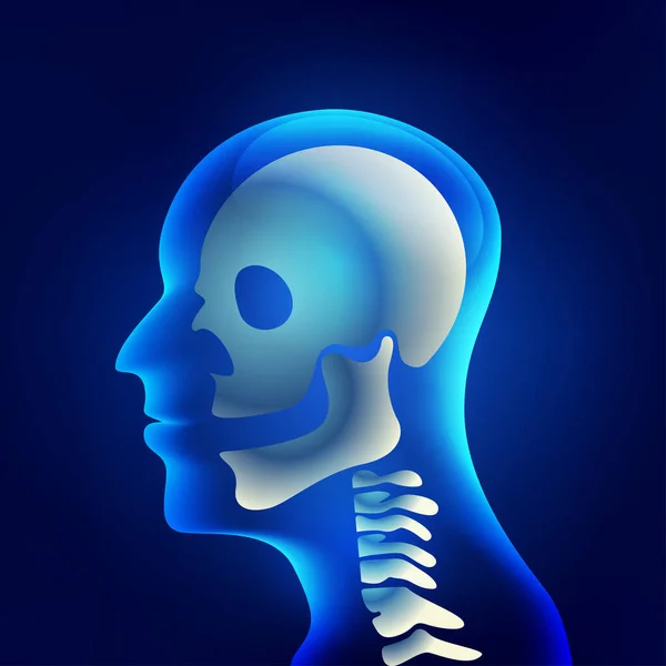 Xray Head Neck Joints Bones Human Skeletal Spinal Bone Structure — Stock Vector