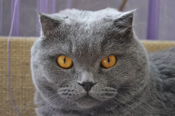 Beautiful cat full screen portrait