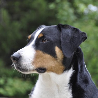 Genç Sennenhund yakın çekim playfull göz gözde.