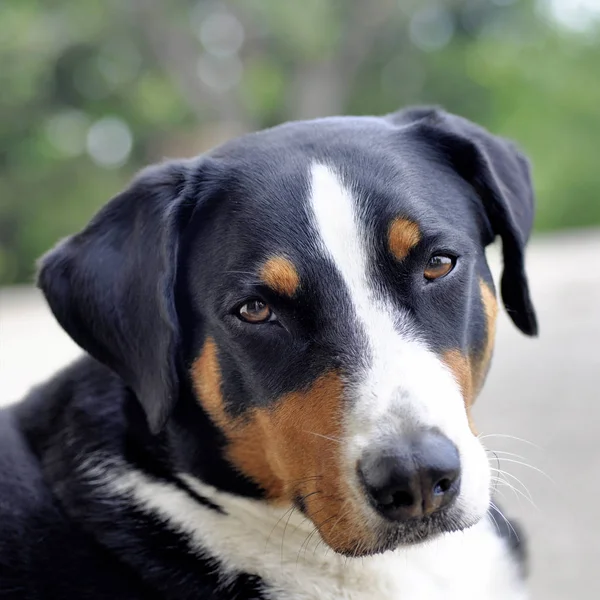 Joven Sennenhund Primer Plano Mirada Juguetona Los Ojos — Foto de Stock