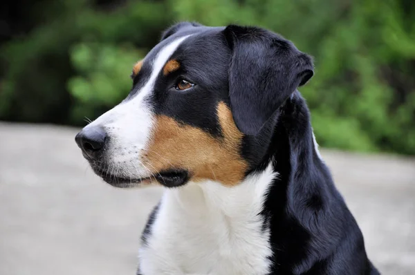 Joven Sennenhund Primer Plano Mirada Juguetona Los Ojos — Foto de Stock