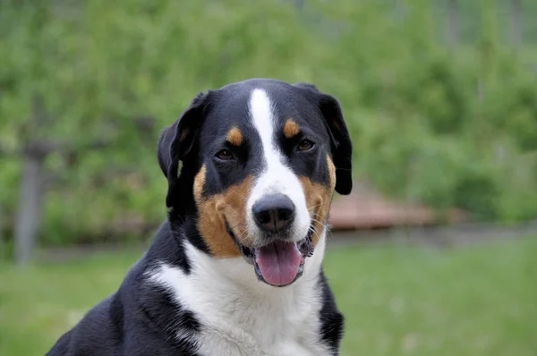 Joven Sennenhund Primer Plano Mirada Juguetona Los Ojos — Foto de Stock