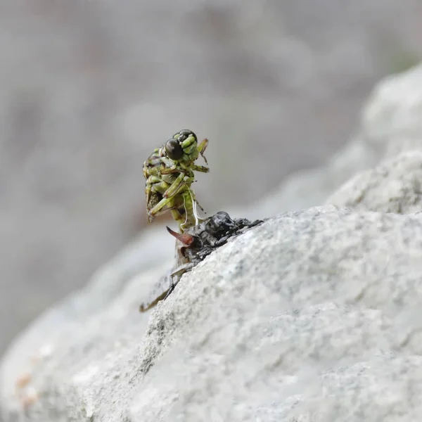 Birth Green Dragonfly Larvae Closeup — Stock Photo, Image