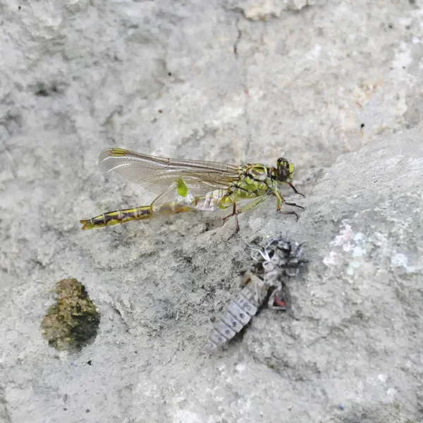 Birth Green Dragonfly Larvae Closeup — Stock Photo, Image