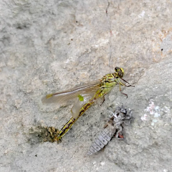 Die Geburt Einer Grünen Libelle Aus Der Nahaufnahme Der Larven — Stockfoto