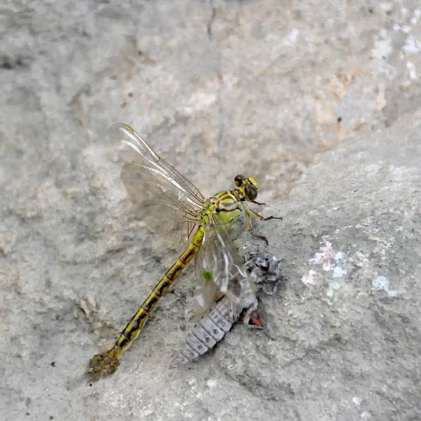 Birth Green Dragonfly Larvae Closeup — Stock Photo, Image