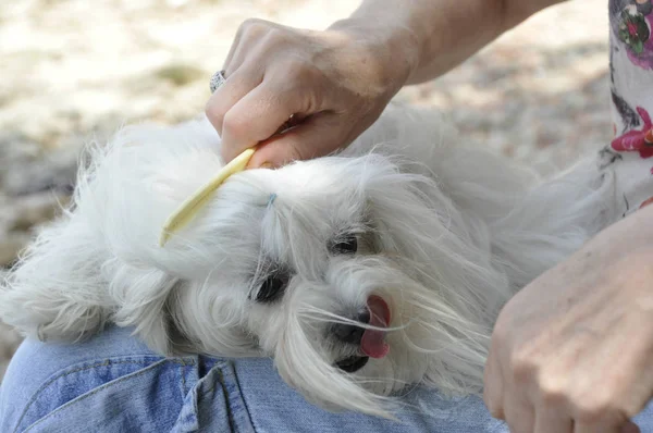 Vista Cerca Del Peinado Del Perro Maltés Blanco — Foto de Stock