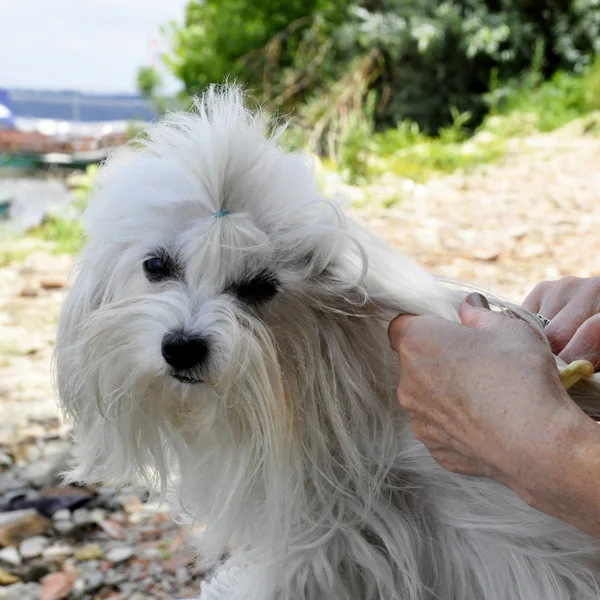 Pandangan Dekat Menyisir Anjing Maltese Putih — Stok Foto