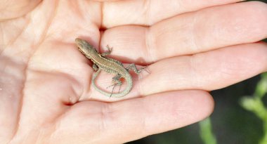 arka plan doğa kişinin el yakın çekim üzerinde küçük kertenkele