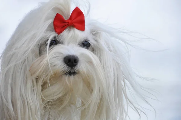 Белая Мальтийская Собака Красным Луком — стоковое фото