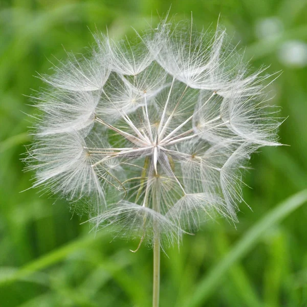 Löwenzahn Makro-Foto Anfang Sommer Super-Nahaufnahme — Stockfoto