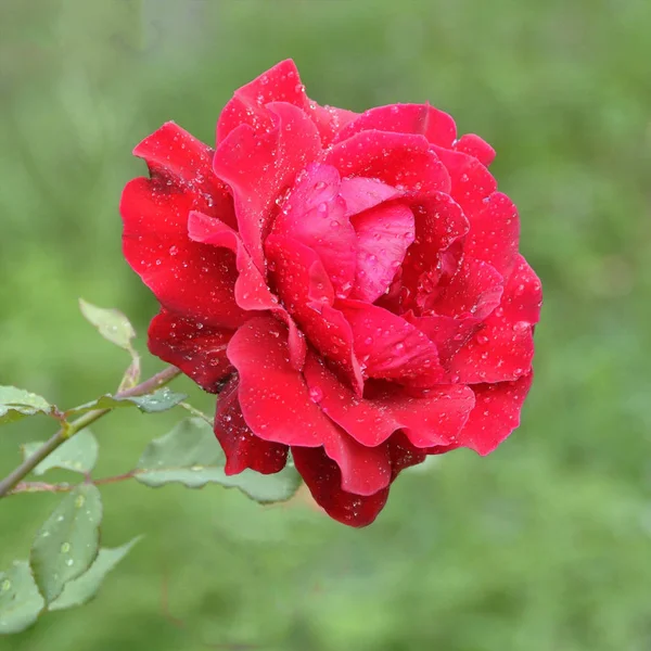 Perto de flor de rosa vermelha com gotas de água em pétalas, selectiv — Fotografia de Stock