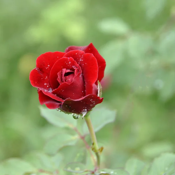 Perto de flor de rosa vermelha com gotas de água em pétalas, selectiv — Fotografia de Stock