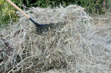 Tırmıklar arka bahçesinde üzerinde tarafından kuru ot Temizleme