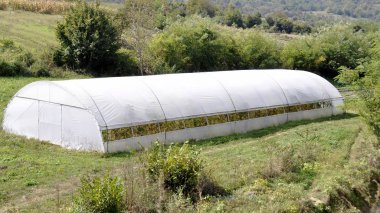 erken domates biber ve diğer sebze fideleri plastik film ile sera.