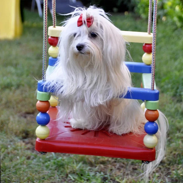 Hund Malteser Sitzt Auf Einer Bunten Kinderschaukel — Stockfoto
