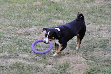 Yeşil çimenlerin üzerinde çalışan Appenzell büyükbaş hayvan köpek