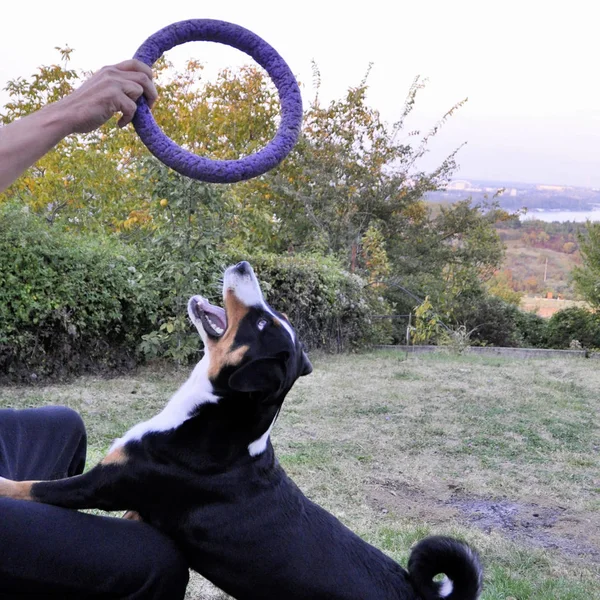 男子玩阿彭策尔牛狗在一个明亮的戒指在草地上 — 图库照片