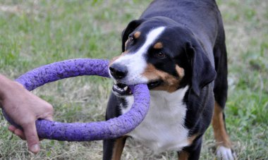 adam oyun Appenzell büyükbaş hayvan köpek çim parlak bir halka