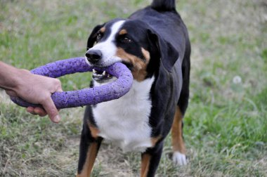 adam oyun Appenzell büyükbaş hayvan köpek çim parlak bir halka.