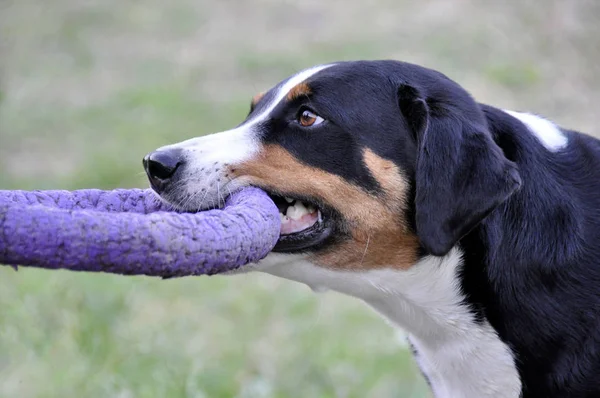 Hombre Jugando Appenzell Perro Ganado Anillo Brillante Hierba — Foto de Stock