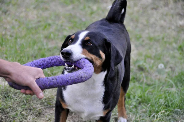 adam oyun Appenzell büyükbaş hayvan köpek çim parlak bir halka.