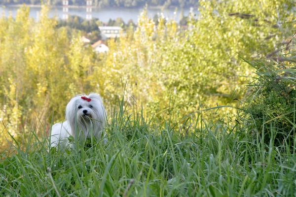 Small Dog Maltezer Autumn Forest — Stock Photo, Image