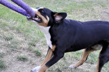 adam oyun Appenzell büyükbaş hayvan köpek çim parlak bir halka