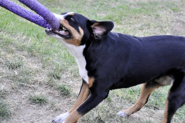 Hombre Jugando Appenzell Perro Ganado Anillo Brillante Hierba — Foto de Stock