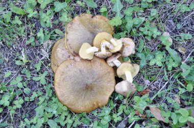 ormanda toplanan mantar çimenlerin üzerinde dağınık.