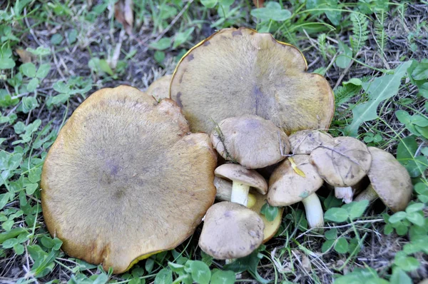 Wald Gesammelte Pilze Auf Dem Rasen Verstreut — Stockfoto