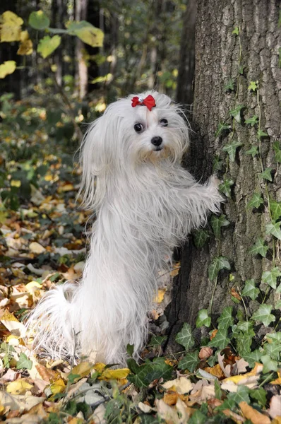 Maltesiska Dog Med Röd Rosett Utgör Nära Ett Träd — Stockfoto