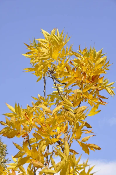 Árvore Parque Outono Com Folhas Amarelas — Fotografia de Stock