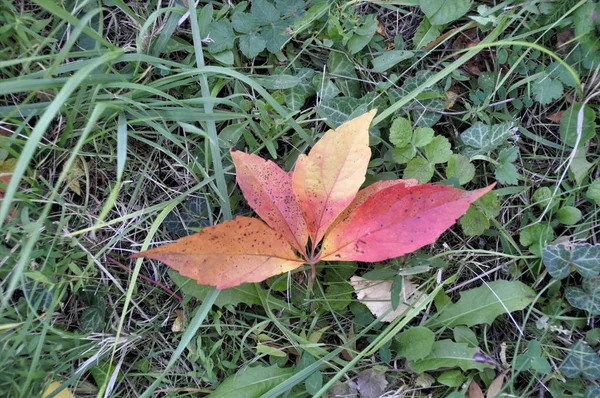 Gelb Rotes Herbstblatt Liegt Auf Grünem Gras — Stockfoto