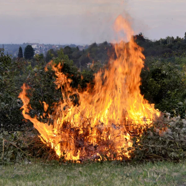 The dry autumn leaf burning in the garden