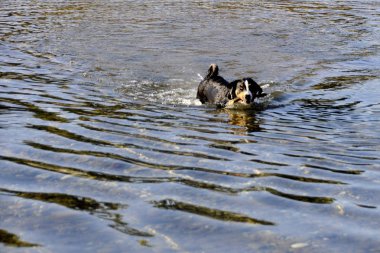 Appenzell İsviçre dağ köpek içinde onun ağız Nehri üzerinde bir sopayla.