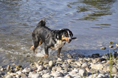 Appenzell İsviçre dağ köpek içinde onun ağız Nehri üzerinde bir sopayla.