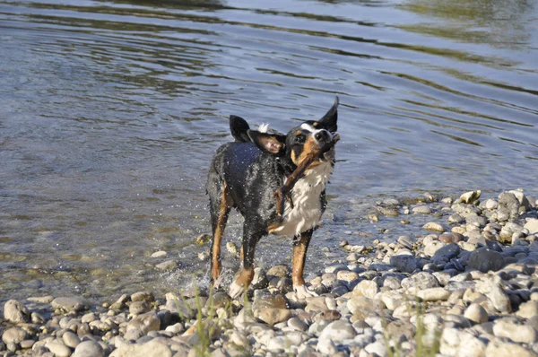 Appenzell Swiss Mountain Dog Stick His Mouth River — Stock Photo, Image