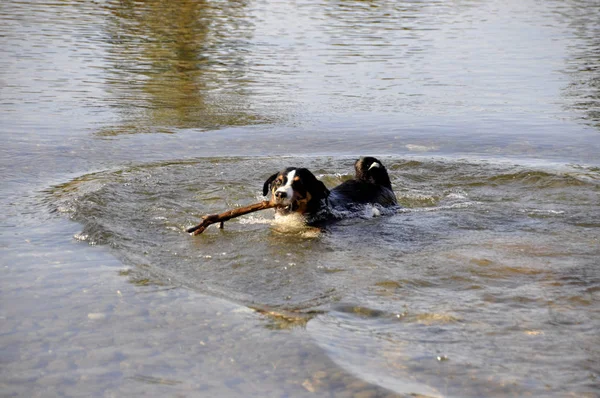 Appenzell Swiss Mountain Dog Stick His Mouth River — Stock Photo, Image