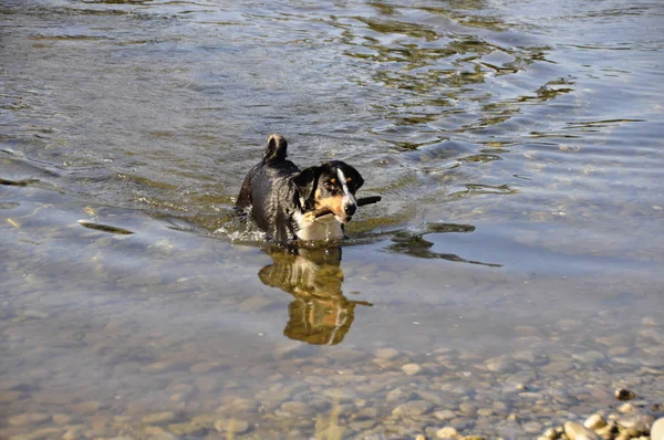 Appenzell Swiss Mountain Dog Stick His Mouth River — Stock Photo, Image
