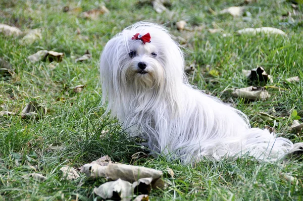 Small Dog Maltezer Autumn Forest — Stock Photo, Image