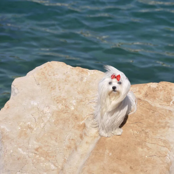 Deniz Arka Planda Bir Taş Üzerinde Oturan Malta Köpek Doğurmak — Stok fotoğraf