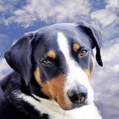 Genç Sennenhund yakın çekim playfull göz gözde